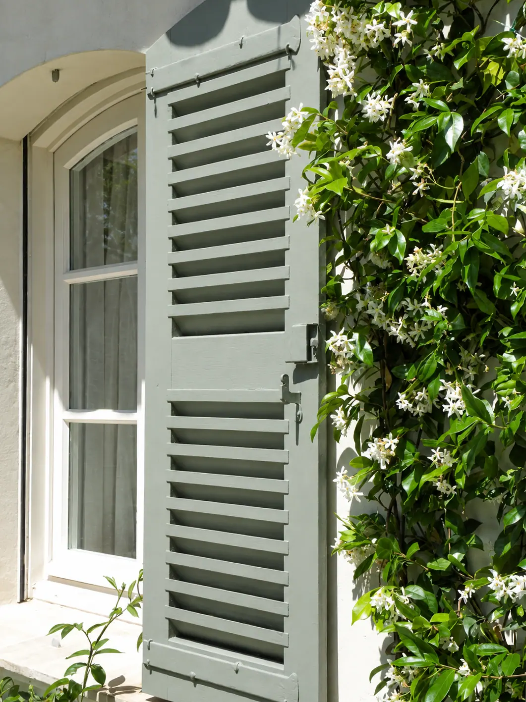 Persienne bois vert-de-gris sous un jasmin en fleurs